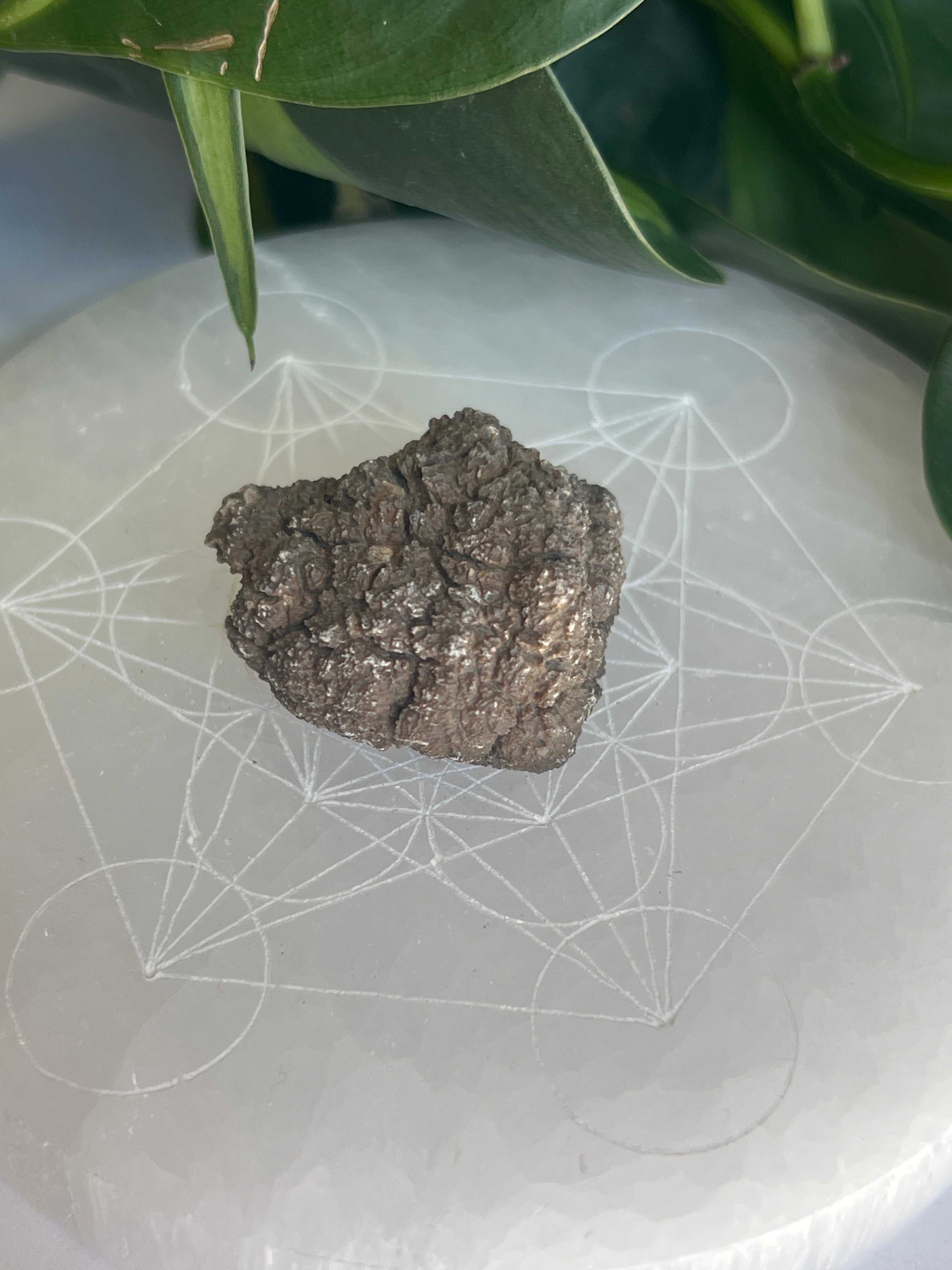 Raw Coprolite