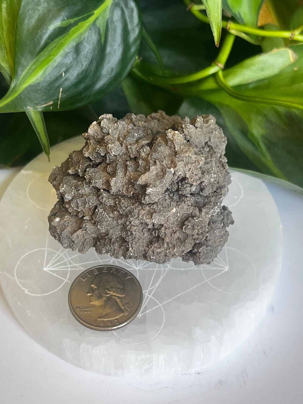 Raw Coprolite