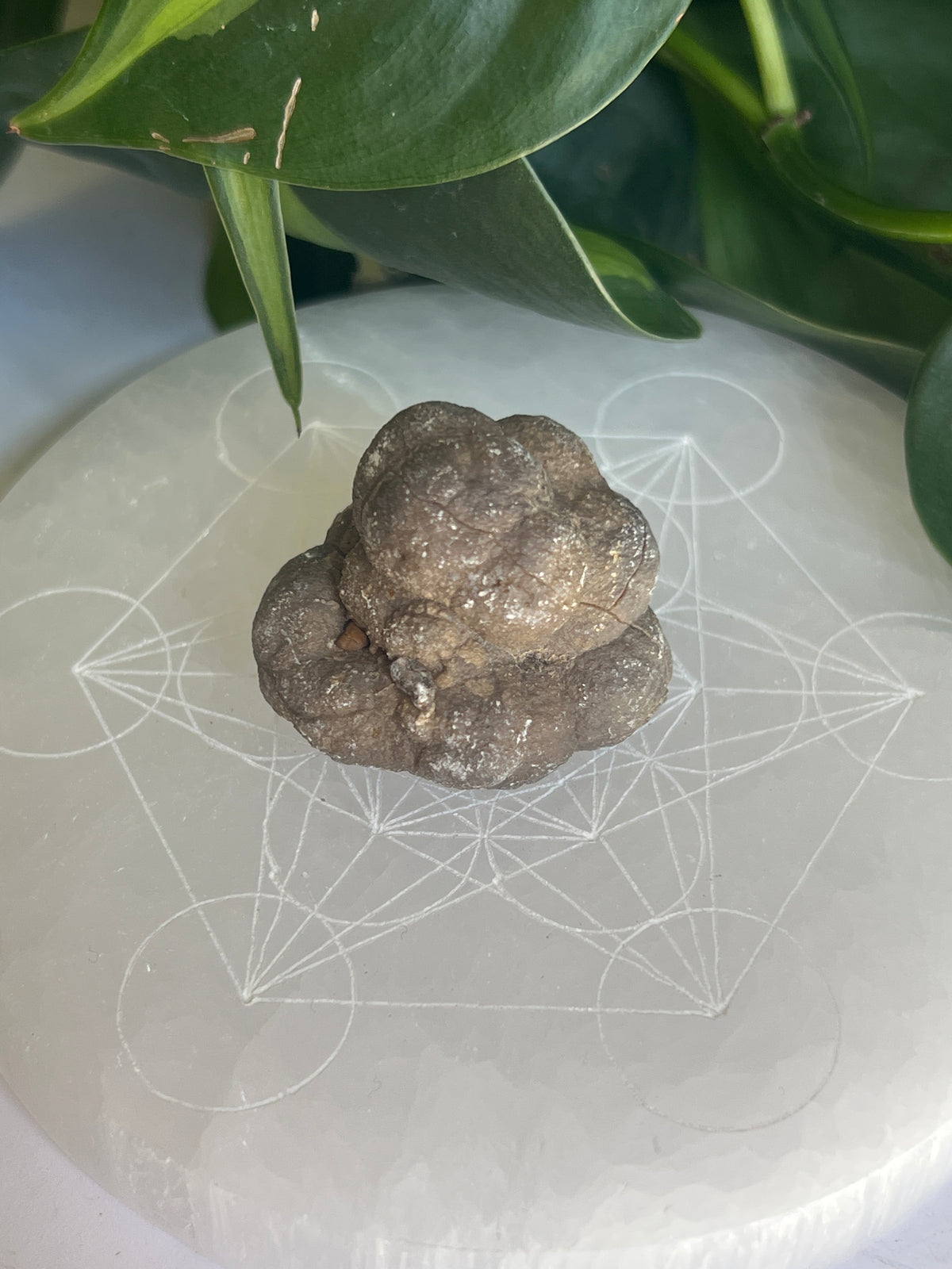 Raw Coprolite