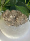 Raw Coprolite
