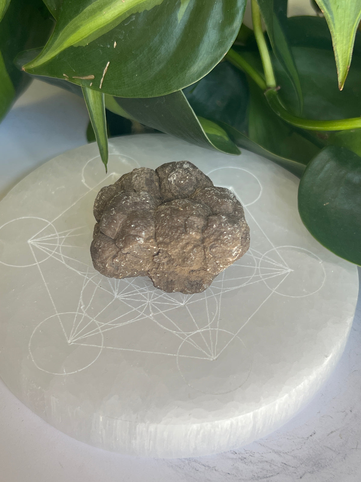 Raw Coprolite