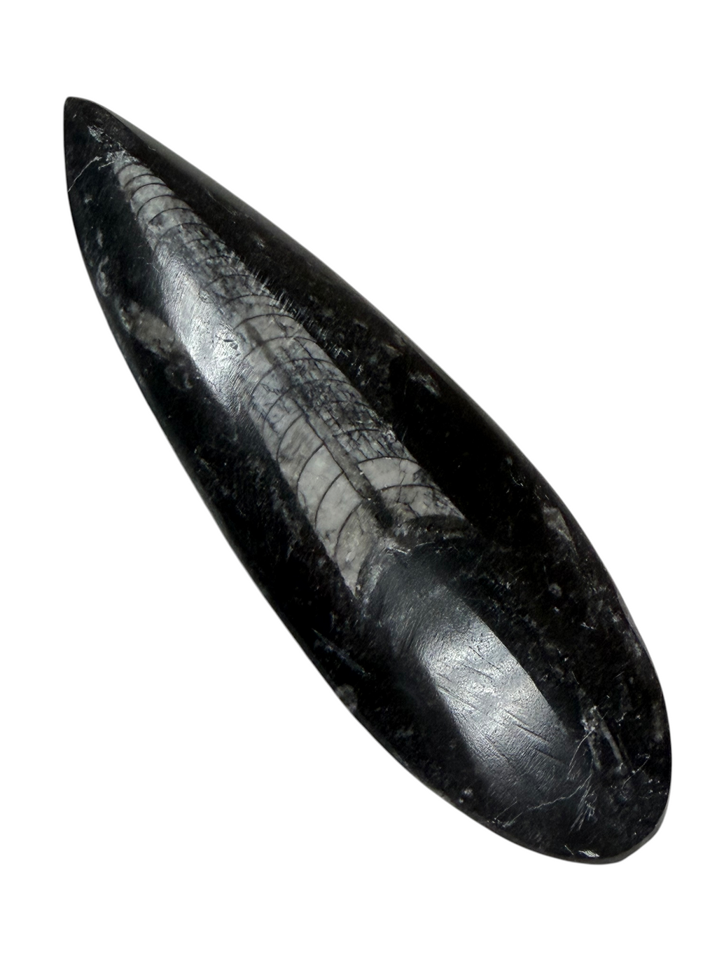 Orthoceras Fossil Stone