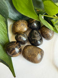 Tumbled Stromatolite