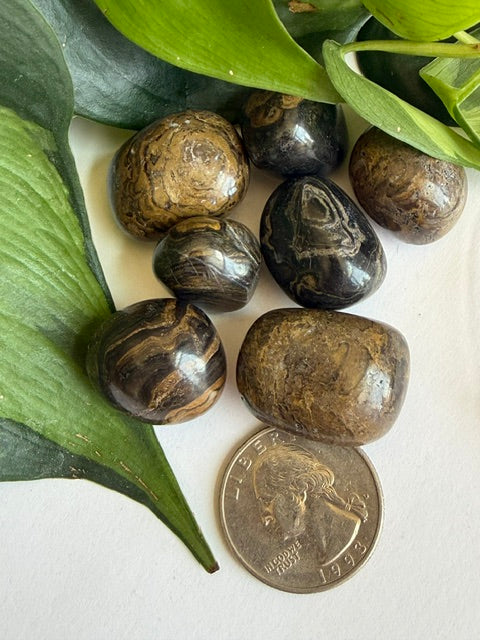 Tumbled Stromatolite