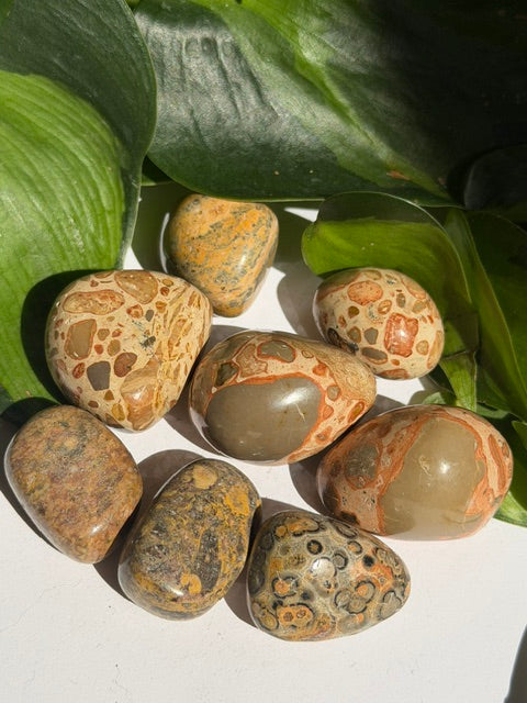 Tumbled Leopardite