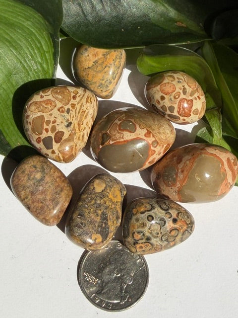 Tumbled Leopardite