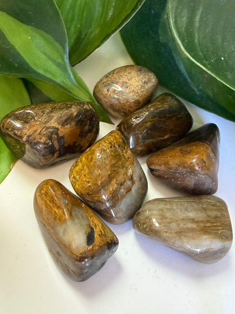 Tumbled Jasper Lion Skin