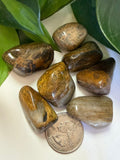 Tumbled Jasper Lion Skin