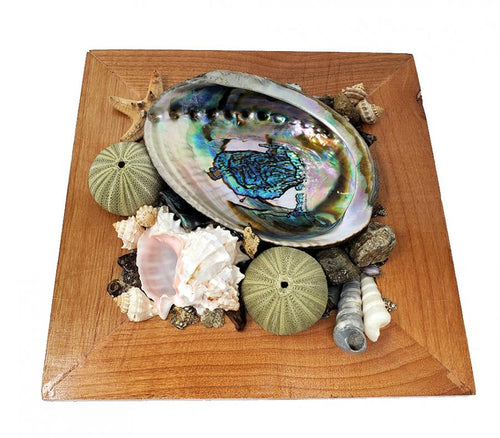 Abalone Shell Smudge Holder/Display Abalone Shell 5-6" on Wood Crate - 9.5"x9.5"x3"