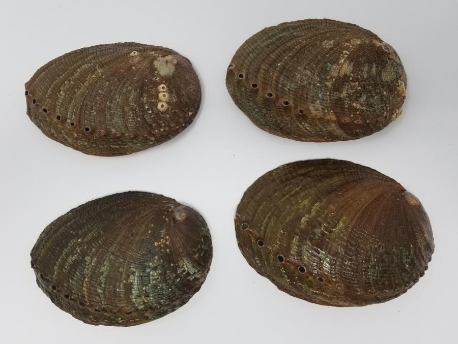 4-5" Abalone Shell