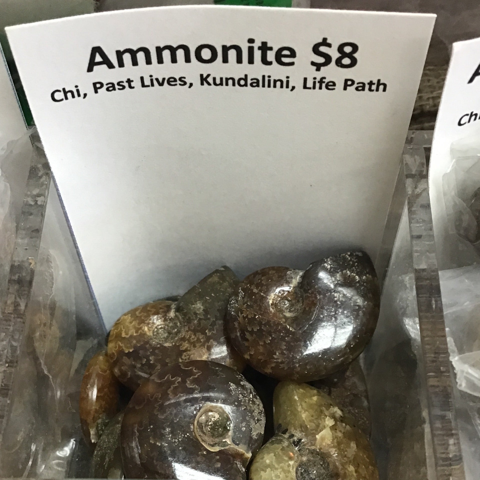 Tumbled Ammonite
