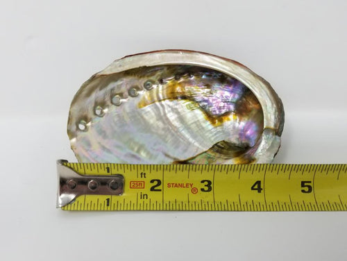 4-5" Abalone Shell
