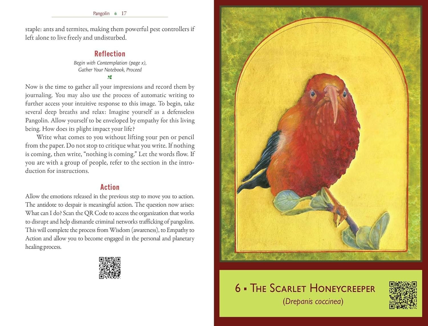 The Sacred Biodiversity Oracle: A 36-Card Deck and Guidebook