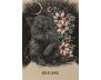 Fated: A Pocket Love Oracle A 13-Card Deck and Guidebook