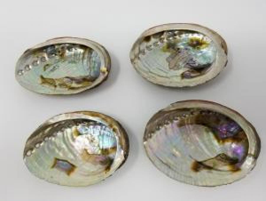 4-5" Abalone Shell