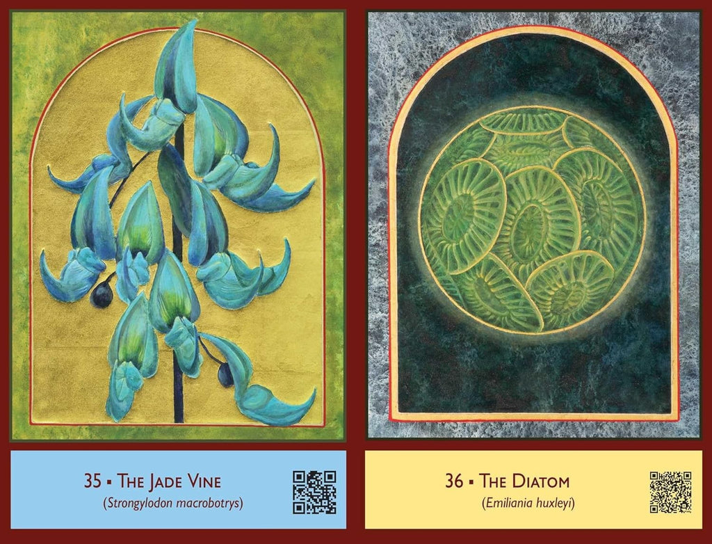 The Sacred Biodiversity Oracle: A 36-Card Deck and Guidebook