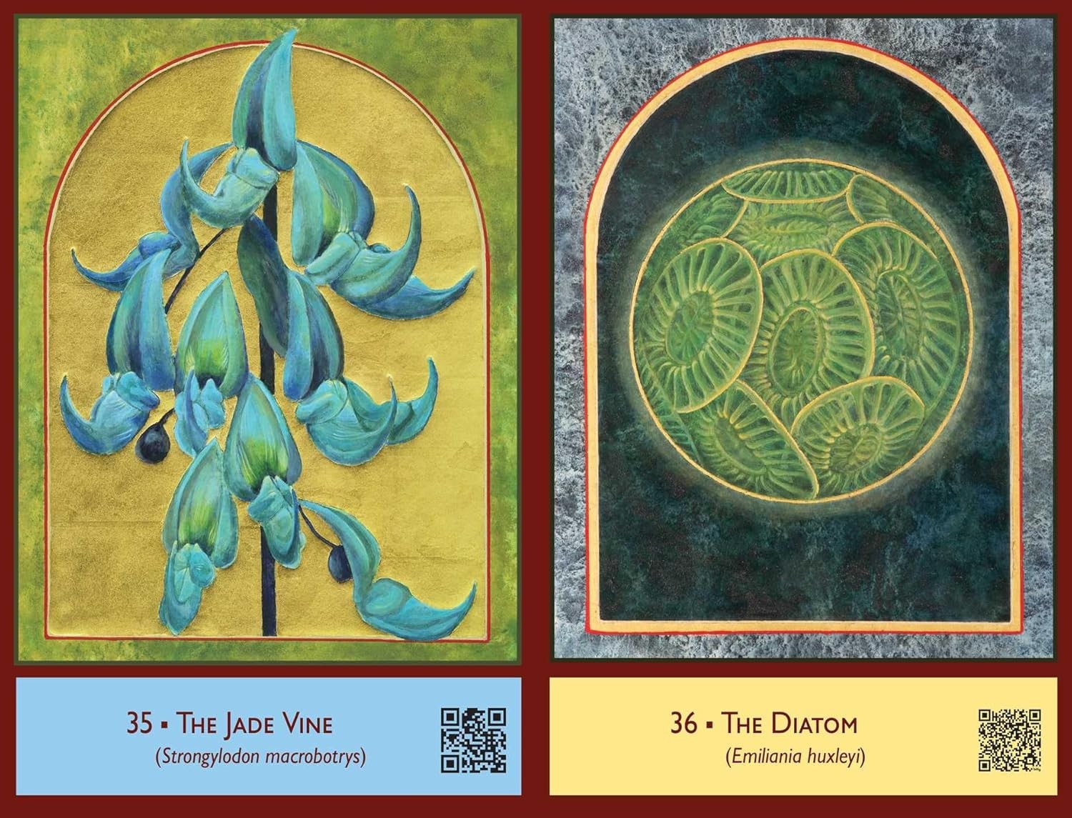 The Sacred Biodiversity Oracle: A 36-Card Deck and Guidebook
