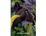 Sisterhood of the Seers Oracle: Daily Inspiration for Living Your Best Life