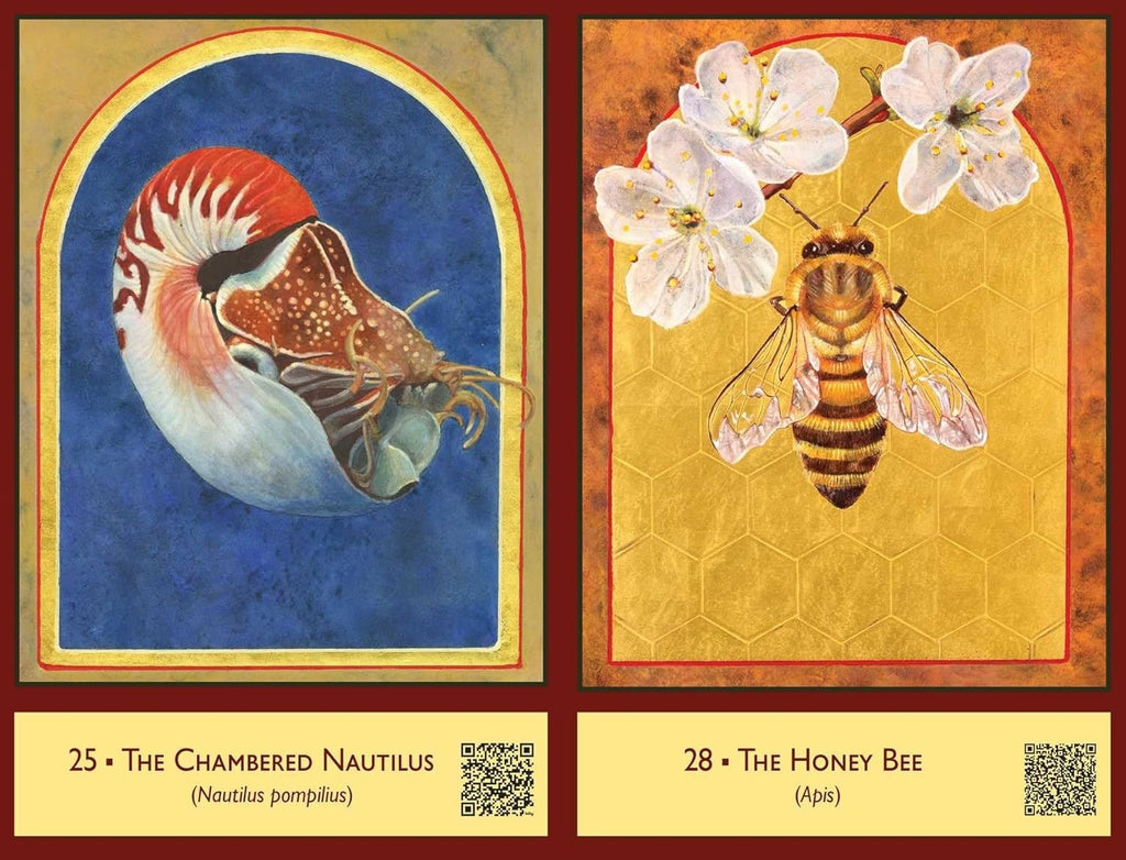 The Sacred Biodiversity Oracle: A 36-Card Deck and Guidebook