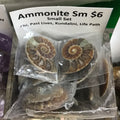 Tumbled Ammonite large