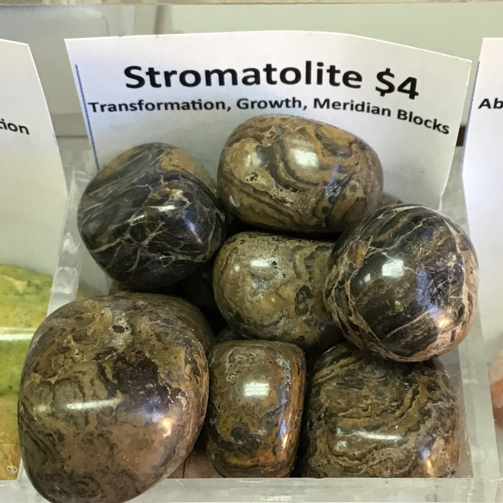 Tumbled Stromatolite